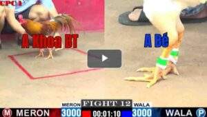 Trận 12 CPC1 28/7/2025