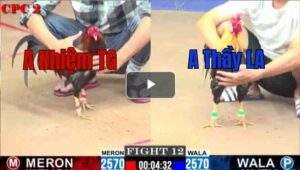 Trận 12 CPC2 13/7/2025