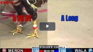 Trận 12 CPC2 16/7/2025