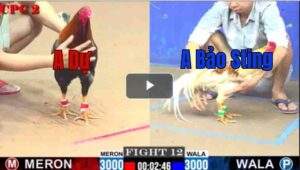 Trận 12 CPC2 27/7/2025