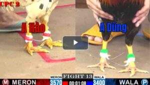 Trận 13 CPC2 11/7/2025