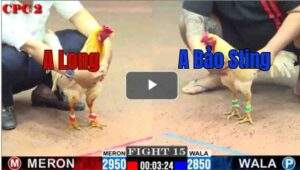 Trận 15 CPC2 16/7/2025