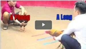 Trận 15 CPC2 30/7/2025