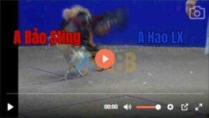 Trận 15 Tonhon 6/7/2025