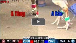 Trận 16 CPC1 1/7/2025