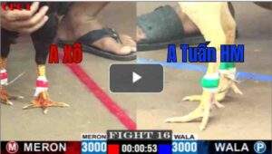 Trận 16 CPC1 29/7/2025