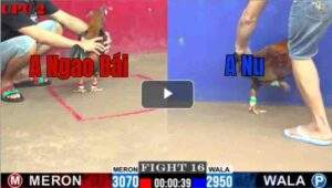 Trận 16 CPC2 25/7/2025