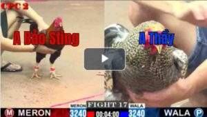 Trận 17 CPC2 9/7/2025