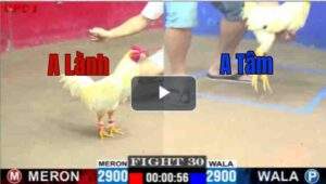 Trận 2 CPC2 30/7/2025