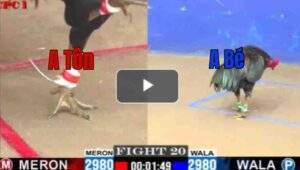 Trận 20 CPC1 31/7/2025