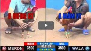 Trận 20 CPC3 6/7/2025