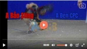 Trận 20 Tonhon 6/7/2025