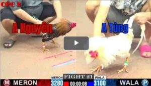 Trận 21 CPC2 11/7/2025