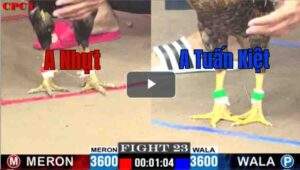 Trận 23 CPC1 28/7/2025