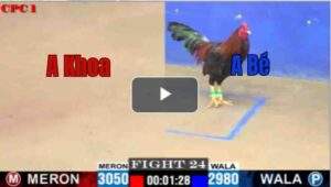 Trận 24 CPC1 31/7/2025