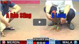 Trận 24 CPC2 16/7/2025