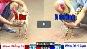 Trận 24 CPC2 25/7/2025