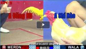 Trận 26 CPC2 2/7/2025