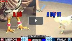 Trận 27 CPC1 29/7/2025