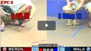 Trận 27 CPC2 4/7/2025