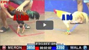 Trận 28 CPC1 31/7/2025