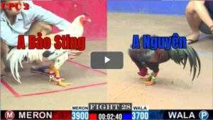 Trận 28 CPC2 27/7/2025