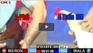 Trận 29 CPC1 1/7/2025