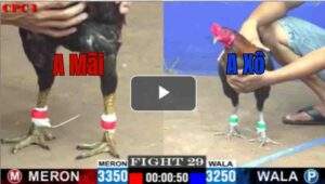 Trận 29 CPC1 29/7/2025