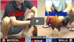 Trận 29 CPC2 9/7/2025