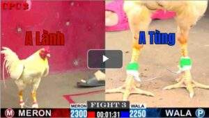 Trận 3 CPC2 11/7/2025