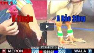 Trận 3 CPC2 27/7/2025