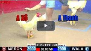 Trận 30 CPC1 29/7/2025