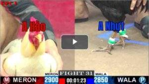 Trận 31 CPC1 8/7/2025