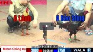 Trận 31 CPC2 27/7/2025