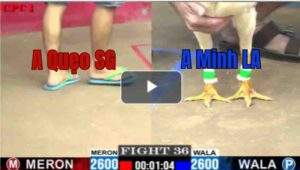 Trận 36 CPC1 19/7/2025