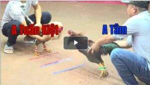 Trận 37 CPC1 28/7/2025