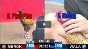 Trận 48 CPC3 12/7/2025