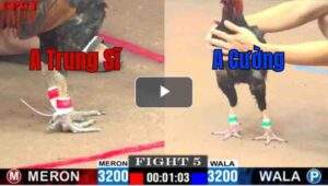 Trận 5 CPC1 1/7/2025