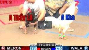 Trận 5 CPC2 13/7/2025