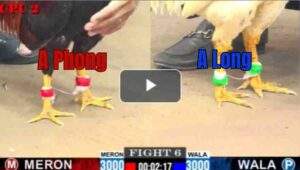 Trận 6 CPC2 30/7/2025