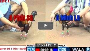 Trận 7 CPC1 7/14/2025