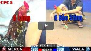 Trận 7 CPC2 16/7/2025