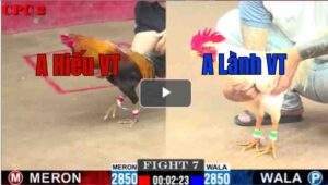 Trận 7 CPC2 25/7/2025