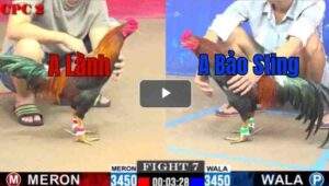 Trận 7 CPC2 27/7/2025