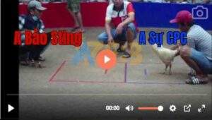 Trận 8 Tonhon 6/7/2025