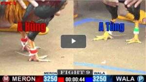 Trận 9 CPC1 10/7/2025