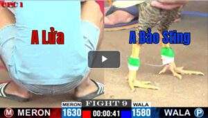 Trận 9 CPC1 7/7/2025