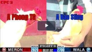 Trận 9 CPC2 9/7/2025