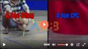 Trận 9 Tonhon 6/7/2025