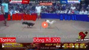 Trận 1 Tonhon 13/8/2025